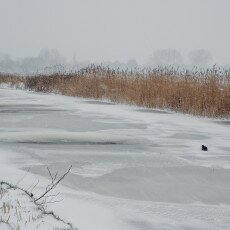 Snow and windmills 06