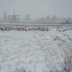 Snow and windmills 16