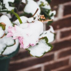 Snow storm in Alkmaar 08