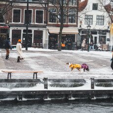 Snow storm in Alkmaar 19