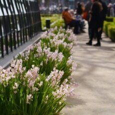 A splash of seasonal colour 03