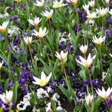 A splash of seasonal colour 04