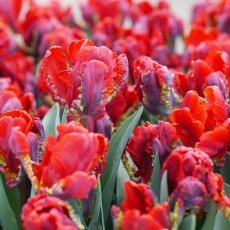 A splash of seasonal colour 06