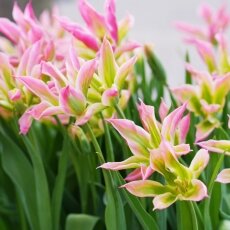 A splash of seasonal colour 07