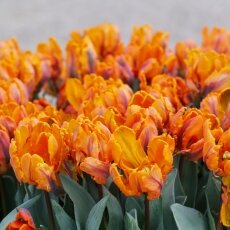 A splash of seasonal colour 02