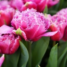 A splash of seasonal colour 08