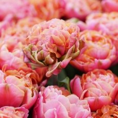 A splash of seasonal colour 09