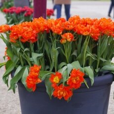 A splash of seasonal colour 10