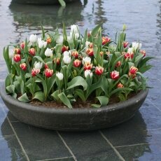 A splash of seasonal colour 11