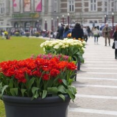 A splash of seasonal colour 01