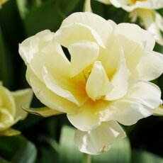 A splash of seasonal colour 12