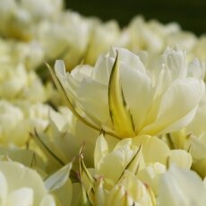 A splash of seasonal colour 05