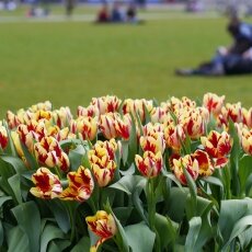 A splash of seasonal colour 13