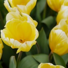 A splash of seasonal colour 15