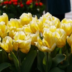 A splash of seasonal colour 14