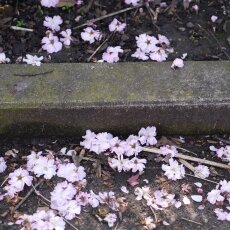 A splash of seasonal colour 17