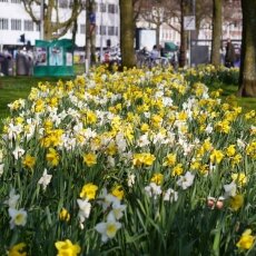 A splash of seasonal colour 18