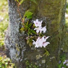 A splash of seasonal colour 19