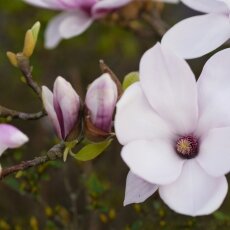 A splash of seasonal colour 21