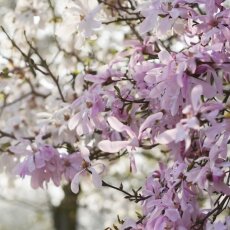 A splash of seasonal colour 22