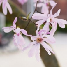 A splash of seasonal colour 23