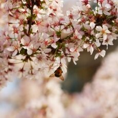 A splash of seasonal colour 24