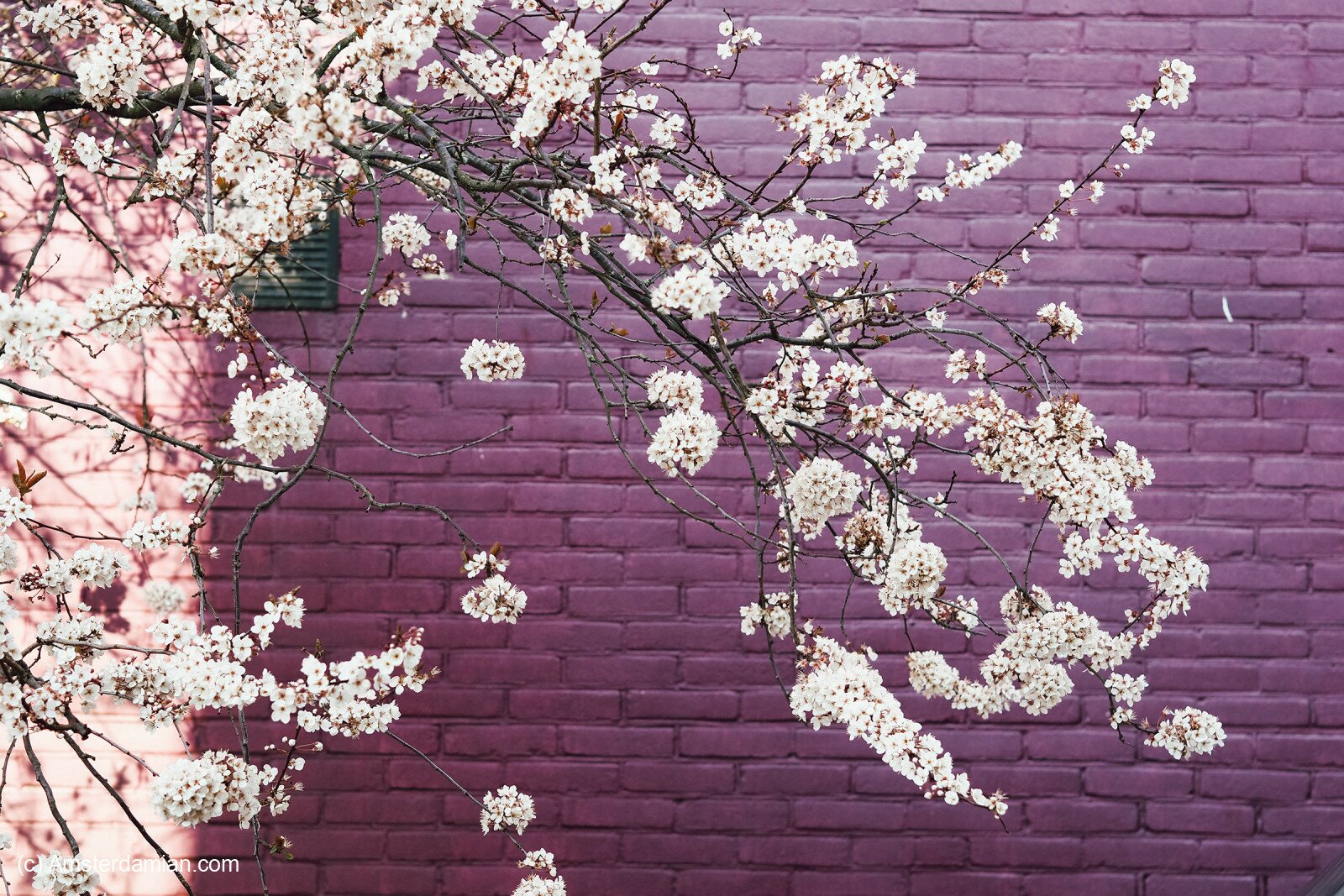 In Love with Spring: Seasonal Beauty in Alkmaar | Amsterdamian ...