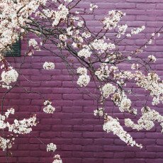 Cherry Blossom Alkmaar 01