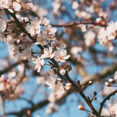 Cherry Blossom Alkmaar 03