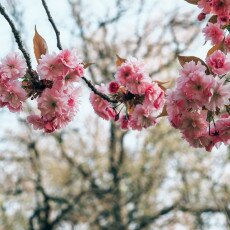 Cherry Blossom Alkmaar 02