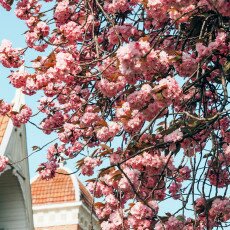 Cherry Blossom Alkmaar 07