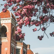 Cherry Blossom Alkmaar 04