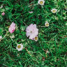 Cherry Blossom Alkmaar 05