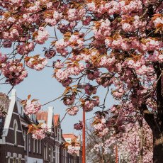 Cherry Blossom Alkmaar 09