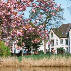 Cherry Blossom Alkmaar 10