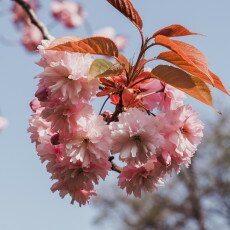 Cherry Blossom Alkmaar 06