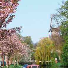 Cherry Blossom Alkmaar 12