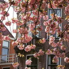 Cherry Blossom Alkmaar 13