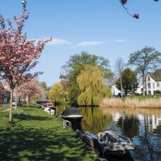 Cherry Blossom Alkmaar 14