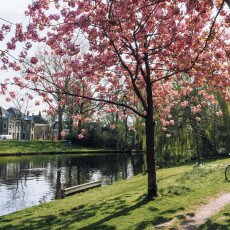 Cherry Blossom Alkmaar 20
