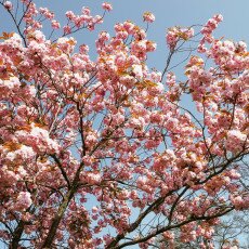 Cherry Blossom Alkmaar 18