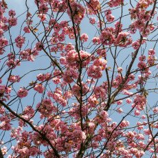 Cherry Blossom Alkmaar 16