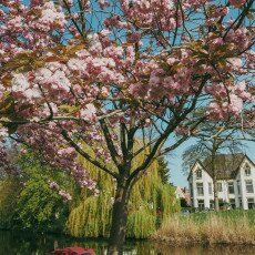 Cherry Blossom Alkmaar 19