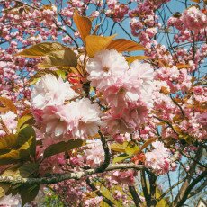 Cherry Blossom Alkmaar 21