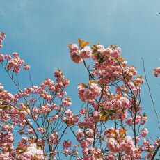 Cherry Blossom Alkmaar 22