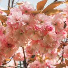 Cherry Blossom Alkmaar 11