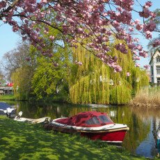 Cherry Blossom Alkmaar 23