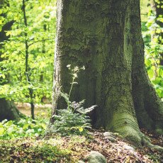 Forest floor in the spring
