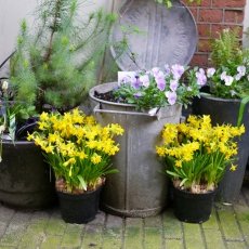 Spring flowers and Dutch inventiveness