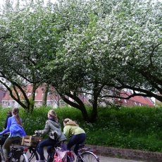 Children biking along the blossoming trees